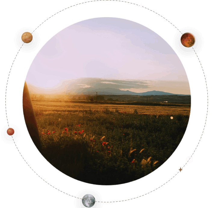 le soleil se couche sur un champ de fleurs